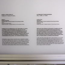 DSM exhibit: description of Pocillopora - a coral identified in the core recovered during Expedition 310. Photo Credits: DSM, N. Hollmeier