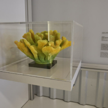 DSM exhibit: model of Pocillopora - a coral identified in the core recovered during Expedition 310. Photo Credits: DSM, N. Hollmeier